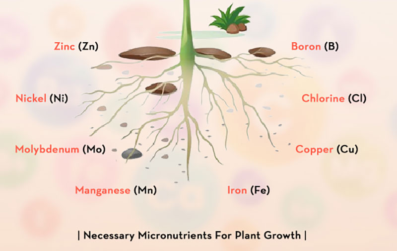 Necessary microutrients for plants growth