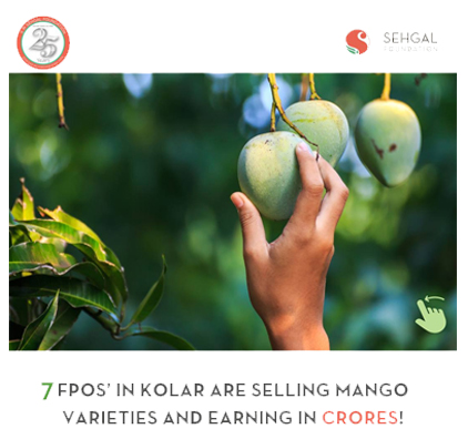 Kolar FPOs Make Strides in Mango Output Business