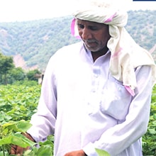 Cotton Crop Farming