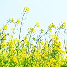 Mustard Crop Farming